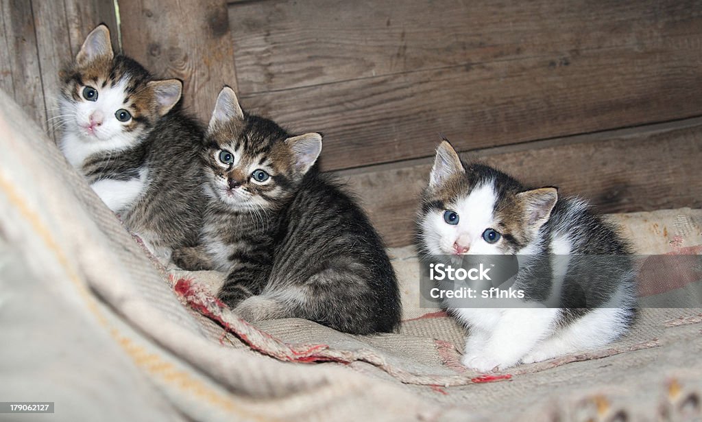 Trois petits chatons assis sur le tapis - Photo de Amour libre de droits