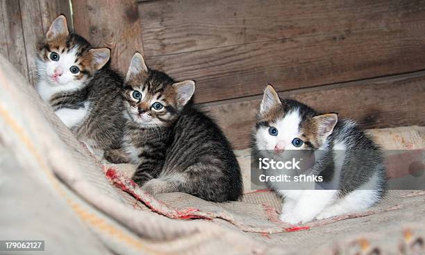 개의 작은 Kittens 앉아 카펫 가축에 대한 스톡 사진 및 기타 이미지 - 가축, 고양이 새끼, 고양잇과