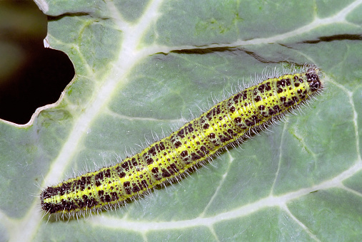 And overview of a Large White Butterfly caterpillar. These caterpillars are pests that cause damage do cabbage (brassicas) crop.(Pieris brassicae - Pieridae)