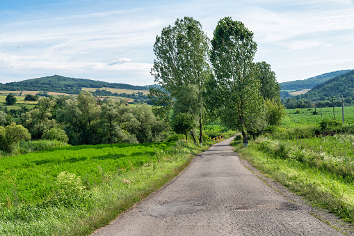 Fields and trees in a green hilly grassy landscape in spring, Voeren, Limburg, Belgium, June, 2022