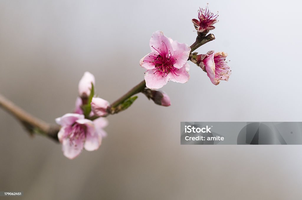 peach tree  flurish with gray bokeh peach flurish with gray bokeh Agriculture Stock Photo