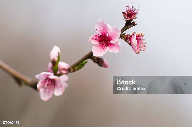 Peach Tree Flurish With Gray Bokeh Stock Photo - Download Image Now - Agriculture, Backgrounds, Beauty In Nature