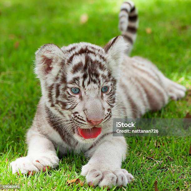 Photo libre de droit de Tigre Blanc banque d'images et plus d'images libres de droit de Enfance - Enfance, Tigre blanc, Animal nouveau-né