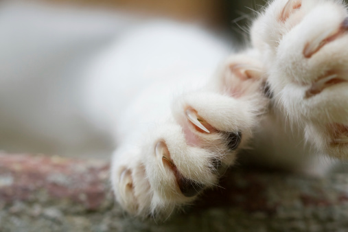 Close-up of cat paw with claws out.