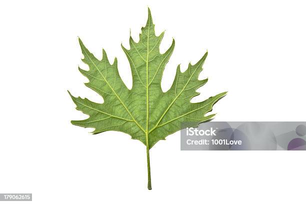 Foto de Área De Green Maple Folhas Isolado No Branco e mais fotos de stock de Antigo - Antigo, Botânica - Assunto, Canadá
