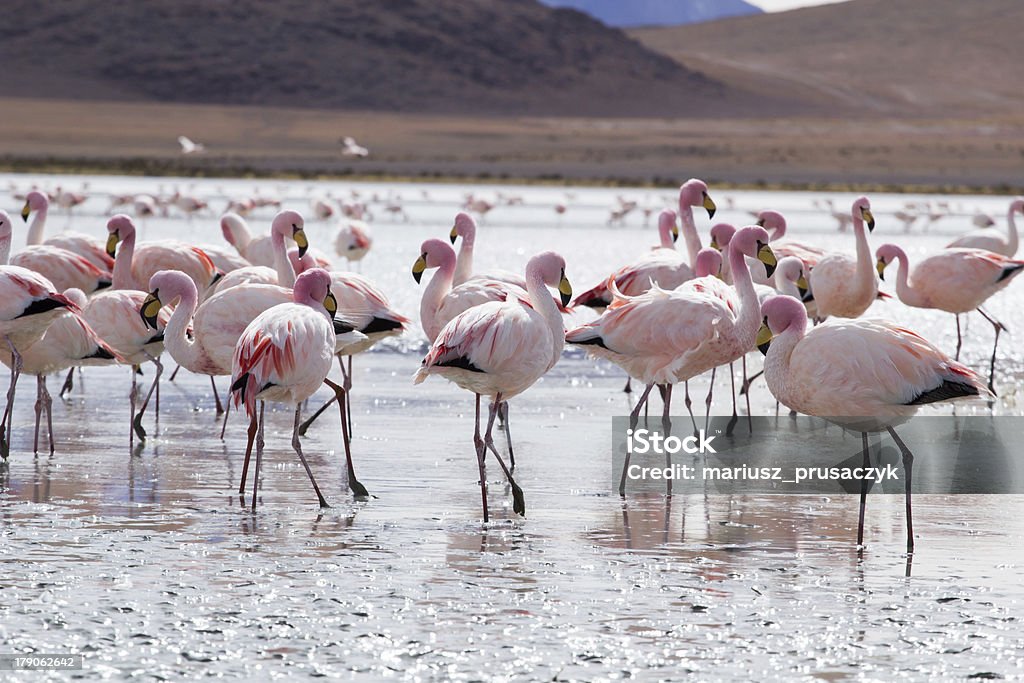 Flamingos on lake in Andes, the southern part of Bolivia Altiplano Stock Photo