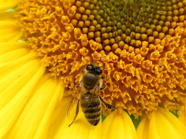 Photo of Bee and sunflower 2