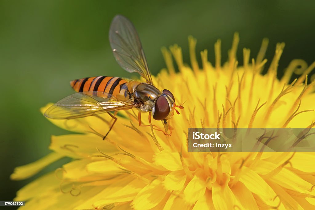 syrphidae insetos - Foto de stock de Abelha royalty-free