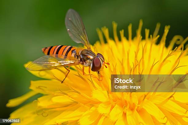 Foto de Syrphidae Insetos e mais fotos de stock de Abelha - Abelha, Adulto, Agricultura