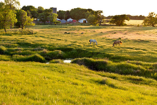 two horses grazing in Kansas pasture