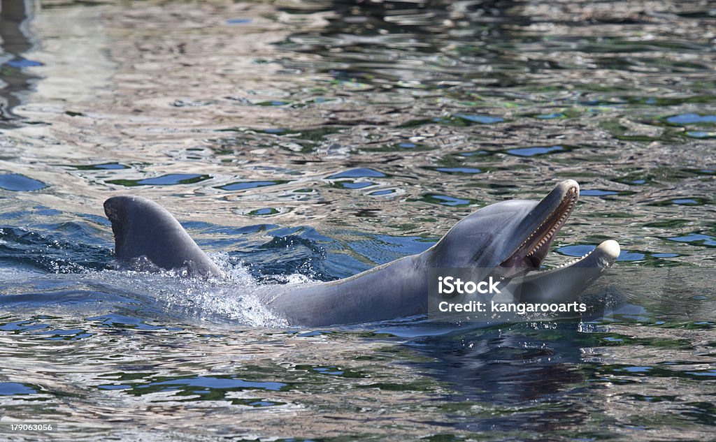 Golfinho-nariz-de-garrafa - Foto de stock de Barbatana dorsal royalty-free