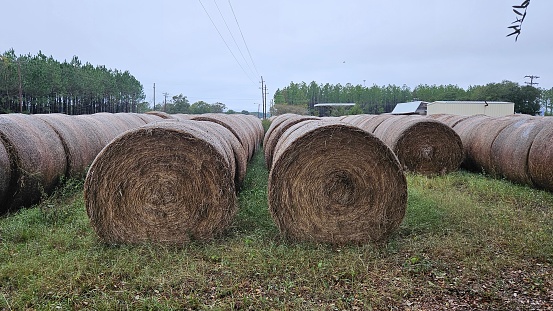 A black and white shot of a harvested farm field and hay rolls in foreground and a temple in far distance background in Ontario, Canada, juxtaposition and contrast between city and rural lifestyle- stock photography