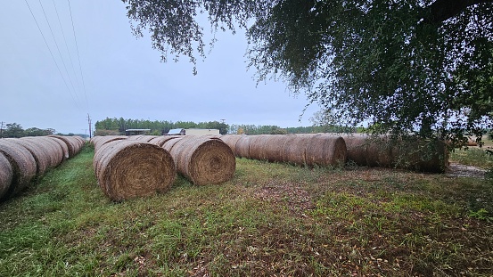 straw bales scattered on the field after the harvest