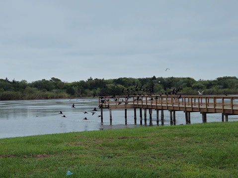 Large Flock Of Black Birds Sitting On A Wooden Dock In A Bay Of Water