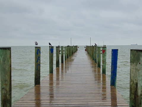 Birds Standing On Vertical Wooden Beams On A Dock Extended Into A Body Of Water