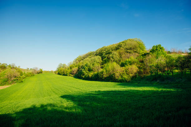 A bright green field surrounded by trees against a blue sky background. Idyllic rural blue green background.