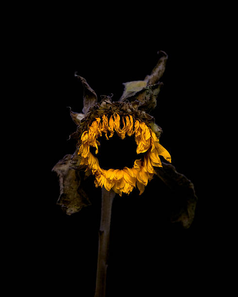 My Image 30