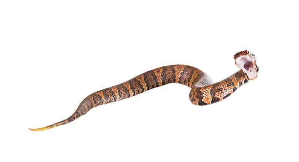 Beautiful poisonous snake  American Copperhead (Agkistrodon contortrix)  throw  isolated on a white background