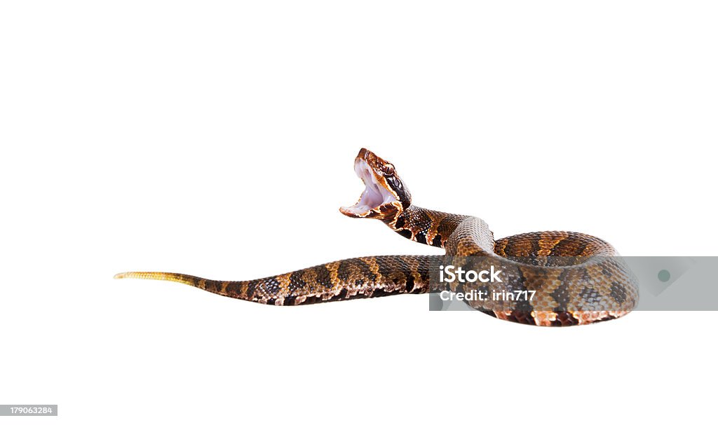 적극적인 뱀 칠레식 미국 살무사 (Agkistrodon contortrix - 로열티 프리 미국 살무사 스톡 사진