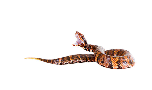 istock An aggressive snake  American Copperhead (Agkistrodon contortrix 179063284