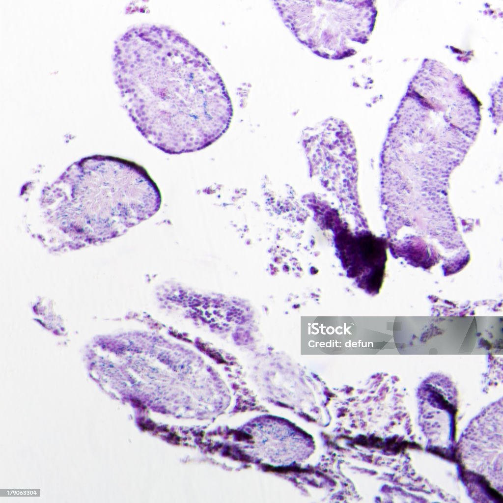 rat Testicule - Photo de Accouplement animal libre de droits