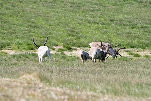Grazing reindeers in summer