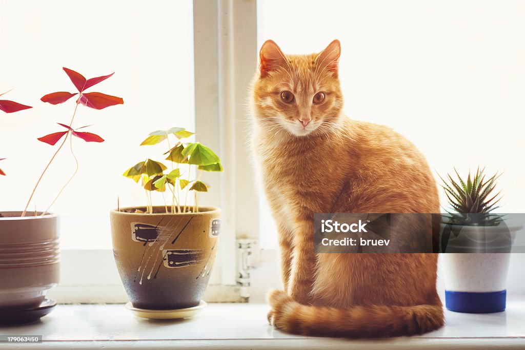 Red Cat Sitting On The Window Res Domestic Cat Sitting On A White Window Sill Animal Stock Photo