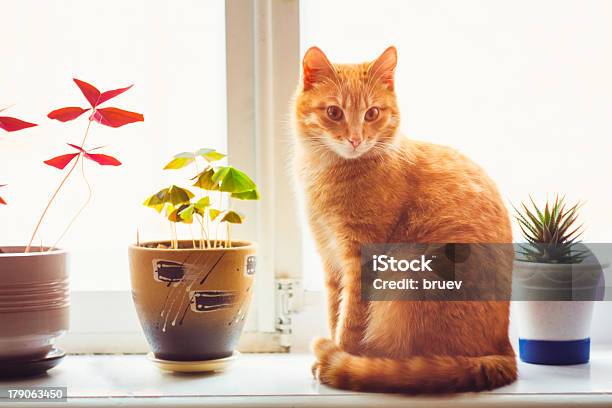 Red Cat Sitting On The Window Stock Photo - Download Image Now - Animal, Animal Hair, Apartment