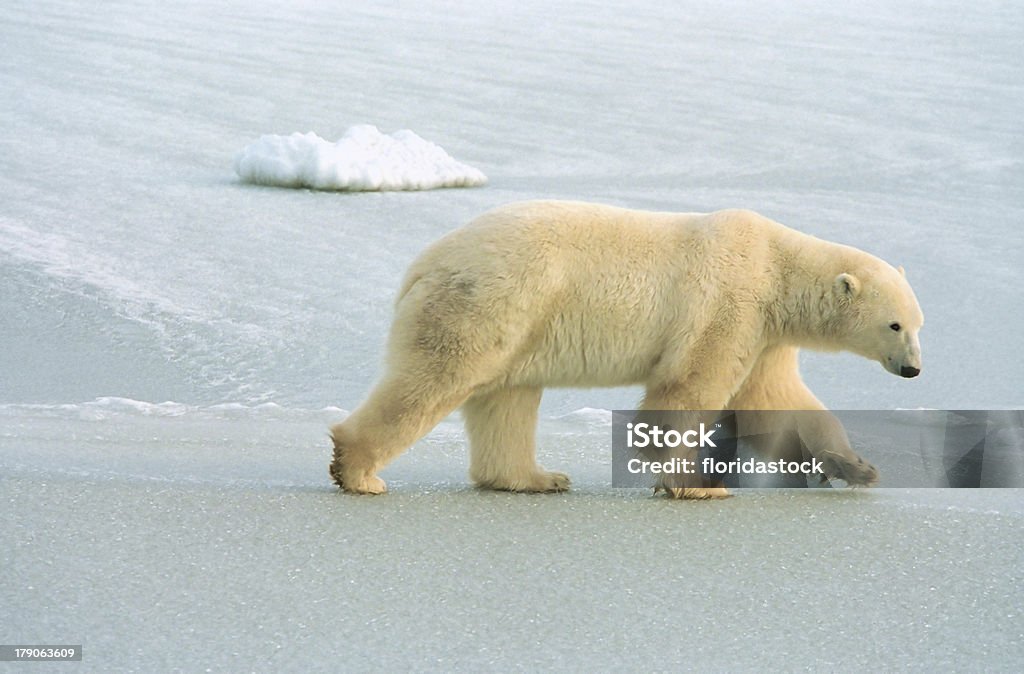 Ours polaire vous propose Poche à glace du canada à proximité de churchill - Photo de Canada libre de droits