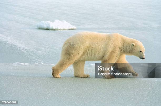 Orso Polare Passa Ghiaccio Vicino A Churchill Canada - Fotografie stock e altre immagini di Canada