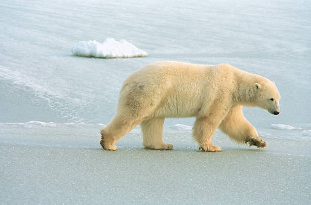 polar bear roams ice pack near churchill canada polar bear roams ice pack near churchill canada churchill manitoba stock pictures, royalty-free photos & images