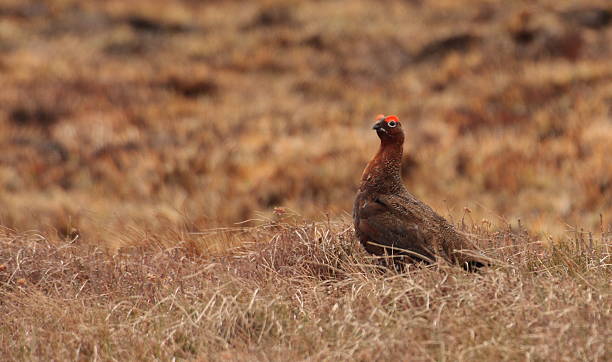 istock The Famous Red Grouse 179063838