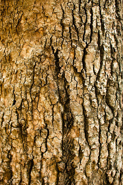 パインツリーの樹皮の質感 - wood old weathered copy space ストックフォトと画像