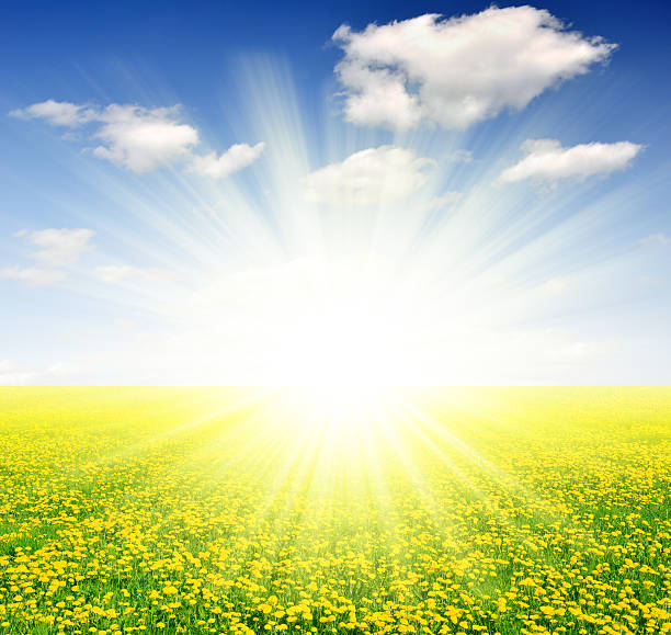 istock dandelions in the meadow 179064023