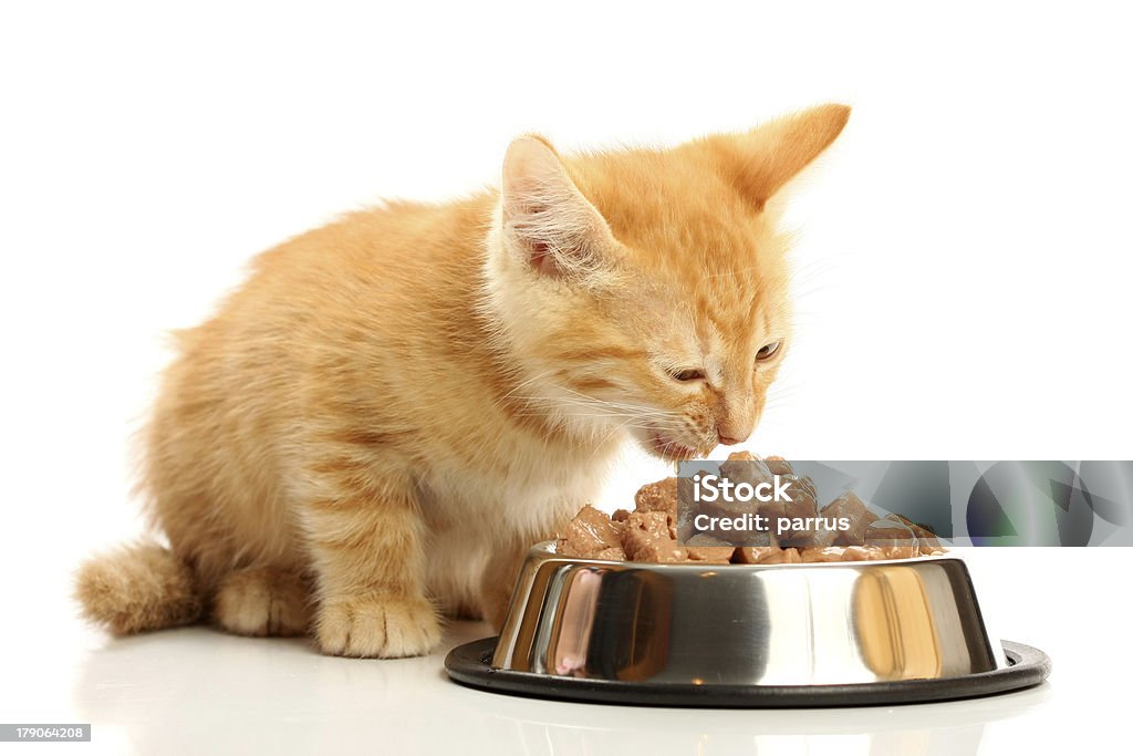 Small kitten eats from a steel bowl "Small kitten eats from a steel bowl, isolated on white" Domestic Cat Stock Photo