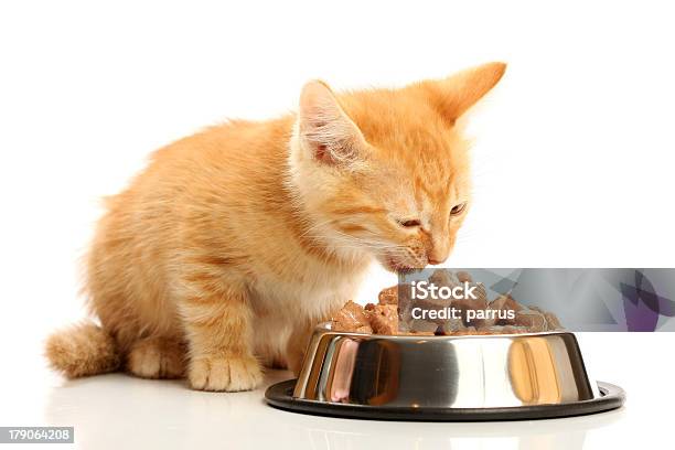 Small Kitten Eats From A Steel Bowl Stock Photo - Download Image Now - Domestic Cat, Eating, White Background