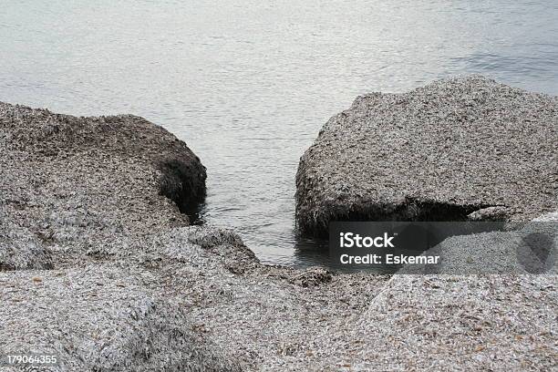 Posidonia - zdjęcia stockowe i więcej obrazów Baleary - Baleary, Bez ludzi, Botanika