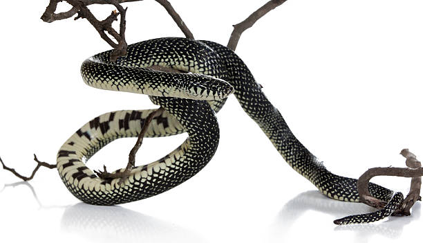 istock Holbrooki speckled king threw branch 179064509