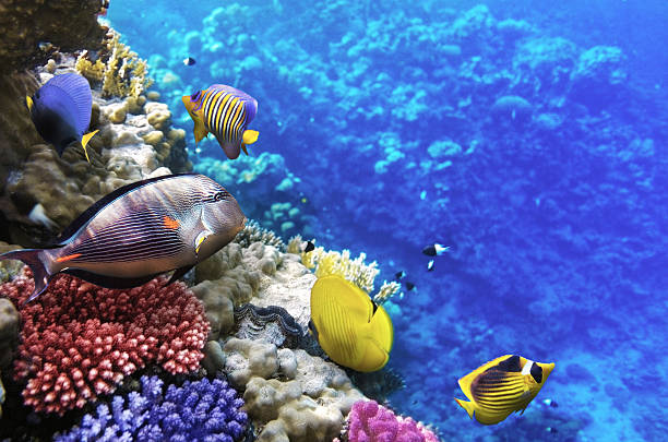 coral y peces en el mar rojo. egipto, áfrica. - vitality sea aquatic atoll fotografías e imágenes de stock