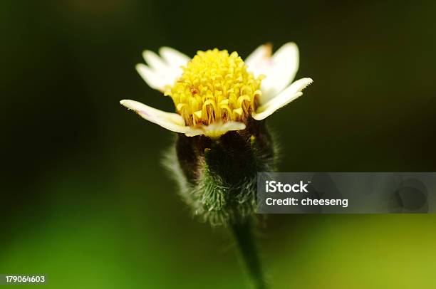 Tiny Flower Stock Photo - Download Image Now - Close-up, Flower, Horizontal