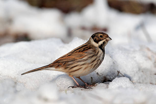 istock Reed bunting, Emberiza schoeniclus 179064627