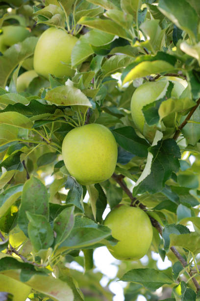 istock Fresh Green Apple on the apple tree at Apple garden farm background. 1790646829