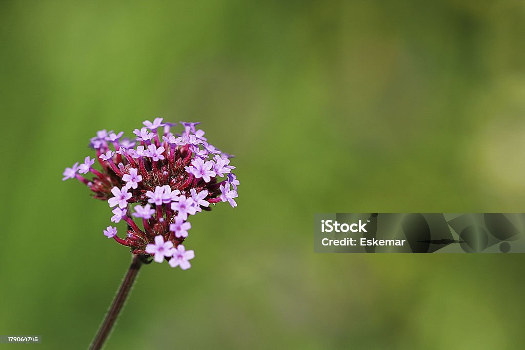 argentinian verbena Argentinian Culture Stock Photo