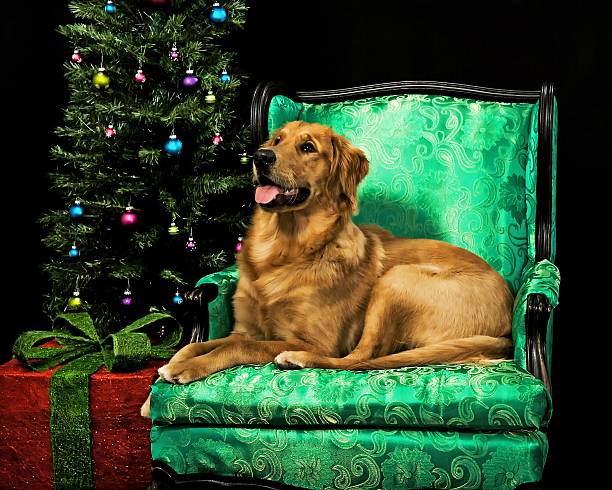 istock Golden Retriever Christmas 3.1 179064806