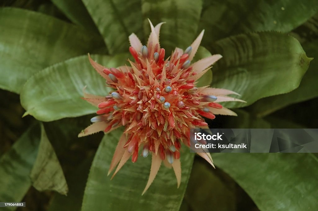 Bromeliácea Bloom - Royalty-free Ao Ar Livre Foto de stock