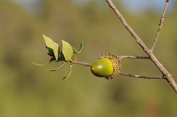 bellota de un roble - cupule fotografías e imágenes de stock