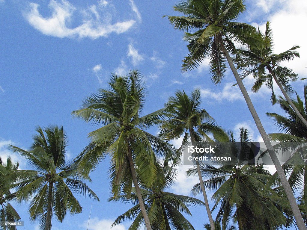 Palmtrees in the wind Low Angle Shot of Palmtrees with blue sky Backgrounds Stock Photo