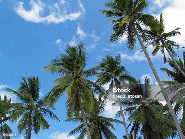 Palmtrees In The Wind Stock Photo - Download Image Now - Backgrounds, Blue, Coconut Palm Tree