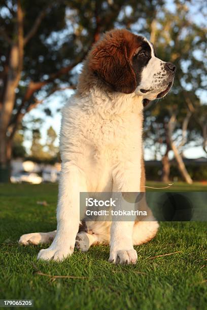 Saint Bernard Angorá Cachorrinho - Fotografias de stock e mais imagens de Animal - Animal, Animal Doméstico, Animal de Estimação