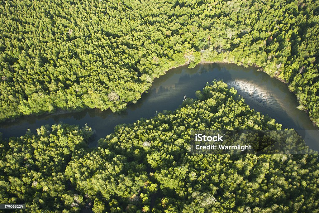 Vista aérea del bosque de manglar y al río - Foto de stock de Agua libre de derechos